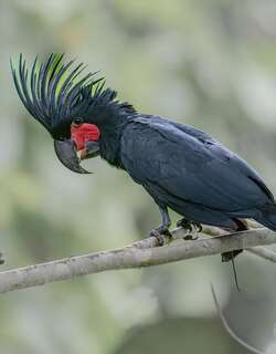 棕树凤头鹦鹉 / Palm Cockatoo / Probosciger aterrimus