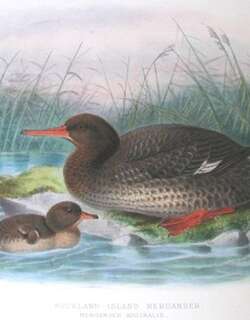 奥克兰秋沙鸭 / New Zealand Merganser / Mergus australis