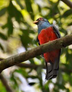 黑尾美洲咬鹃 / Black-tailed Trogon / Trogon melanurus