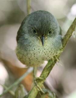 斑竹鹩 / Spotted Bamboowren / Psilorhamphus guttatus