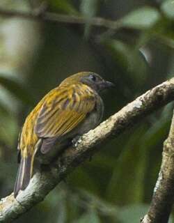厚嘴响蜜䴕 / Thick-billed Honeyguide / Indicator conirostris