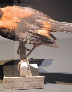 杂色林鵙鹟 / Northern Variable Pitohui / Pitohui kirhocephalus