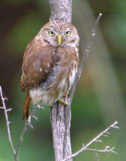秘鲁鸺鹠 / Pacific Pygmy Owl / Glaucidium peruanum