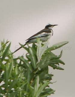 湄公鹡鸰 / Mekong Wagtail / Motacilla samveasnae
