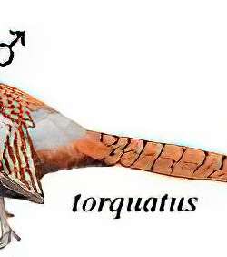 雉鸡 / Common Pheasant / Phasianus colchicus