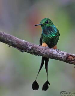 秘鲁盘尾蜂鸟 / Peruvian Racket-tail / Ocreatus peruanus
