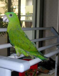 蓝冠扇尾鹦鹉 / Blue-crowned Racket-tail / Prioniturus discurus