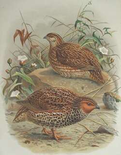新西兰鹌鹑 / New Zealand Quail / Coturnix novaezelandiae