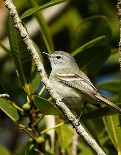 纯色姬霸鹟 / Plain Inezia / Inezia inornata