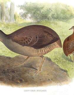 灰胸穴䳍 / Slaty-breasted Tinamou / Crypturellus boucardi