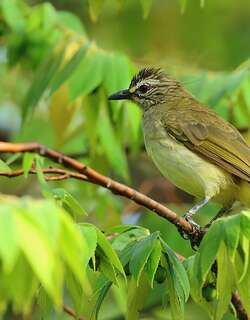 白眉鹎 / White-browed Bulbul / Pycnonotus luteolus