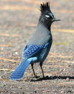 暗冠蓝鸦 / Steller’s Jay / Cyanocitta stelleri