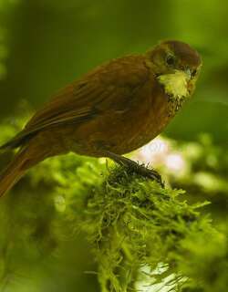 黄斑爬树雀 / Star-chested Treerunner / Margarornis stellatus