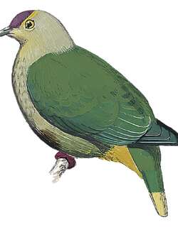 紫额果鸠 / Purple-capped Fruit Dove / Ptilinopus ponapensis