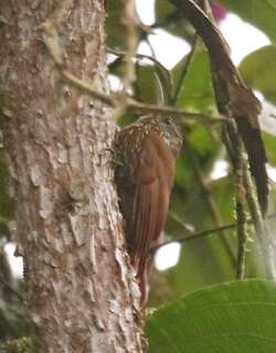 出䴕雀 / Montane Woodcreeper / Lepidocolaptes lacrymiger