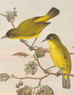 金腹绣眼鸟 / Golden-bellied White-eye / Zosterops uropygialis