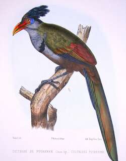 红嘴鸡鹃 / Red-billed Ground Cuckoo / Neomorphus pucheranii