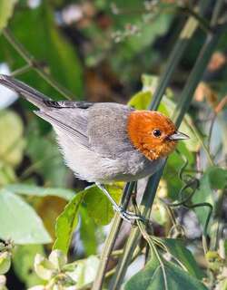 黄头灰背雀 / Fulvous-headed Tanager / Thlypopsis fulviceps