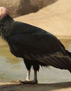 加州神鹫 / California Condor / Gymnogyps californianus