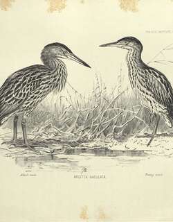 新西兰苇鳽 / New Zealand Bittern / Ixobrychus novaezelandiae