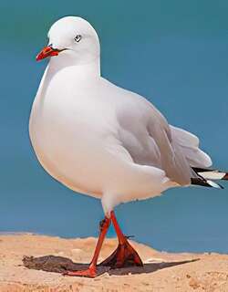 澳洲红嘴鸥 / Silver Gull / Chroicocephalus novaehollandiae