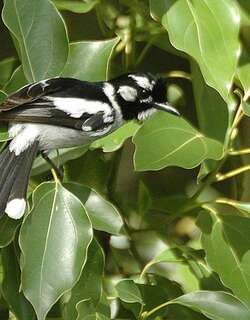 白耳王鹟 / White-eared Monarch / Carterornis leucotis