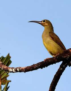 大黄耳捕蛛鸟 / Spectacled Spiderhunter / Arachnothera flavigaster