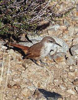 白喉爬地雀 / White-throated Earthcreeper / Upucerthia albigula