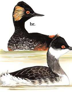 黑颈䴙䴘 / Black-necked Grebe / Podiceps nigricollis