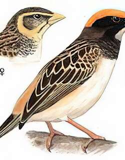 黑喉织布鸟 / Black-breasted Weaver