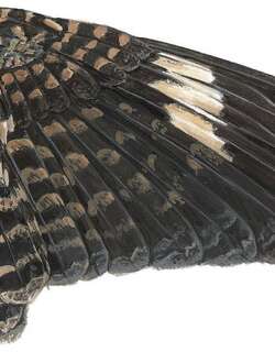 内基萨夜鹰 / Nechisar Nightjar / Caprimulgus solala