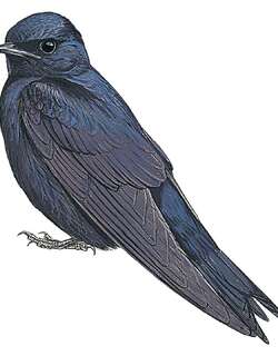 古巴崖燕 / Cuban Martin / Progne cryptoleuca