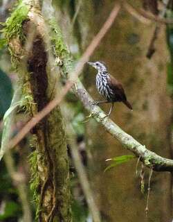 加里曼丹地鹛 / Bornean Wren-Babbler / Ptilocichla leucogrammica