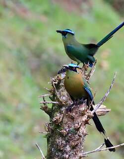 高原翠鴗 / Andean Motmot / Momotus aequatorialis