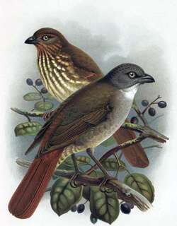 北岛鸫鹟 / North Island Piopio / Turnagra tanagra