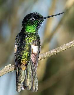 黄翅星额蜂鸟 / Buff-winged Starfrontlet / Coeligena lutetiae