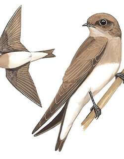褐喉沙燕 / Grey-throated Martin / Riparia chinensis