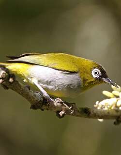 黑冠绣眼鸟 / Black-capped White-eye / Zosterops atricapilla