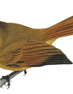 马莱扇尾鹟 / Malaita Fantail / Rhipidura malaitae