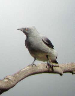 细嘴地鹃鵙 / Ground Cuckooshrike / Coracina maxima
