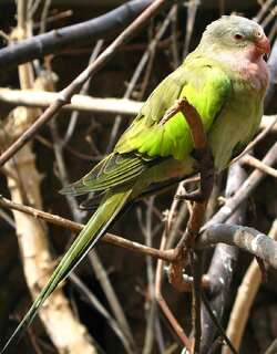 公主鹦鹉 / Princess Parrot / Polytelis alexandrae
