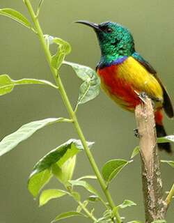 帝王花蜜鸟 / Regal Sunbird / Cinnyris regius