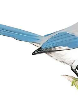 灰喜鹊 / Azure-winged Magpie / Cyanopica cyanus
