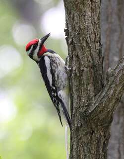 黄腹吸汁啄木鸟 / Yellow-bellied Sapsucker / Sphyrapicus varius