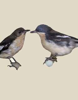 南丛莺 / Southern Hyliota / Hyliota australis