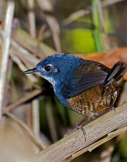 白胸窜鸟 / White-breasted Tapaculo / Eleoscytalopus indigoticus