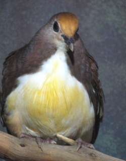 红喉鸡鸠 / Cinnamon Ground Dove / Gallicolumba rufigula