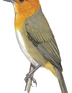褐胁灰背雀 / Brown-flanked Tanager / Thlypopsis pectoralis