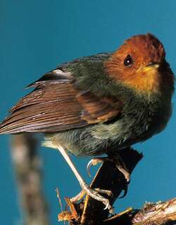 棕头侏霸鹟 / Rufous-headed Pygmy Tyrant / Pseudotriccus ruficeps