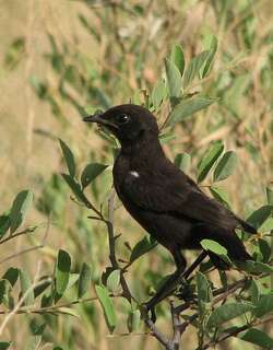南方蚁䳭 / Ant-eating Chat / Myrmecocichla formicivora